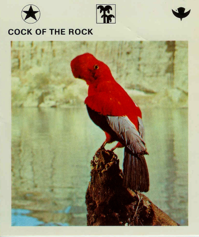 COTR.jpg